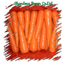 2015 Zanahoria fresca de buena calidad